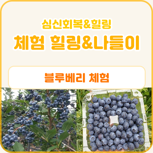 체험 힐링&나들이 프로그램(블루베리 체험) (6.24)